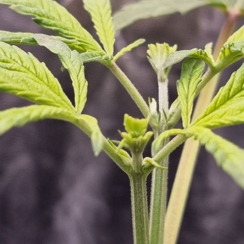 Bluetooth ( blueberry BSF) growlog timeline photo