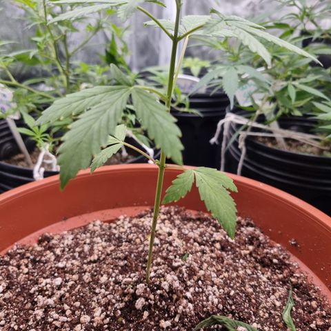 Angela the fat banana growlog timeline photo