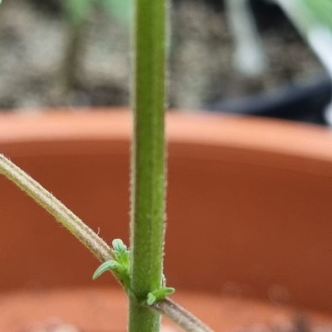 Angela the fat banana growlog timeline photo