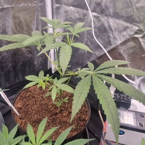 Bluetooth ( blueberry BSF) growlog timeline photo