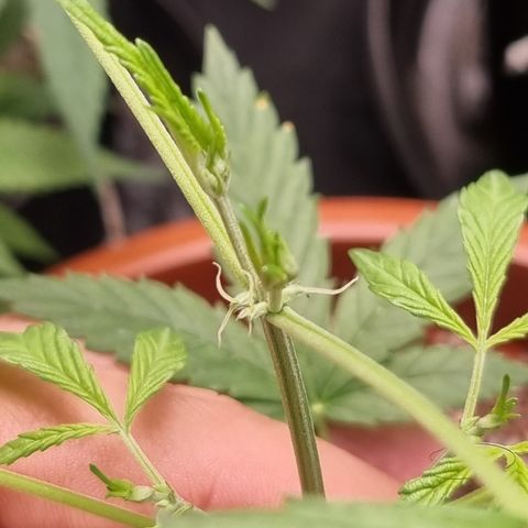 Angela the fat banana growlog timeline photo