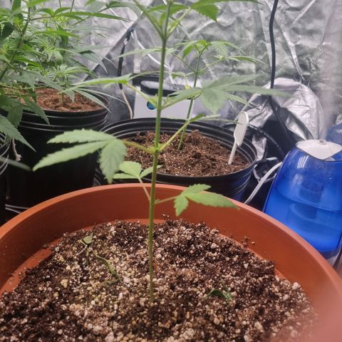 Angela the fat banana growlog timeline photo