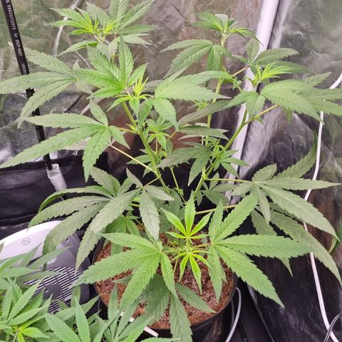 Bluetooth ( blueberry BSF) growlog timeline photo