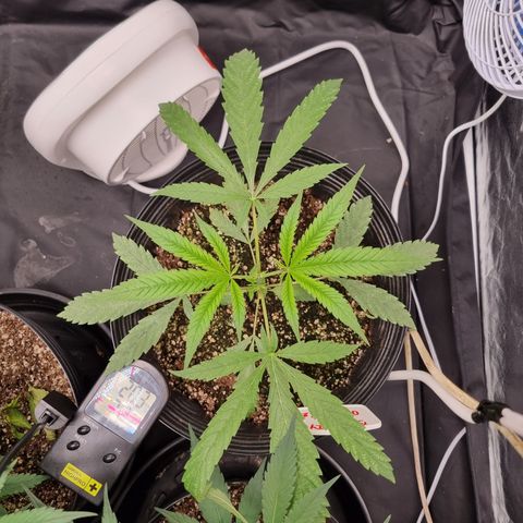 Bluetooth ( blueberry BSF) growlog timeline photo
