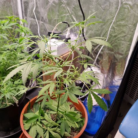 Angela the fat banana growlog timeline photo