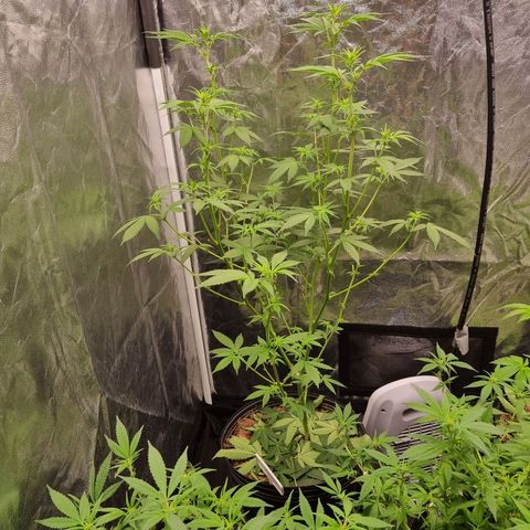Bluetooth ( blueberry BSF) growlog timeline photo