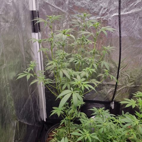 Bluetooth ( blueberry BSF) growlog timeline photo