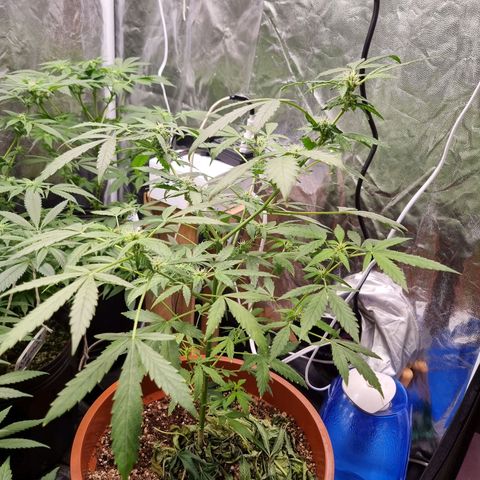 Angela the fat banana growlog timeline photo