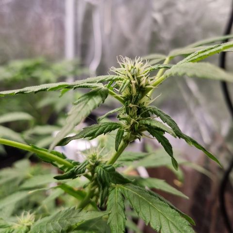 Angela the fat banana growlog timeline photo