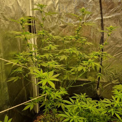 Bluetooth ( blueberry BSF) growlog timeline photo