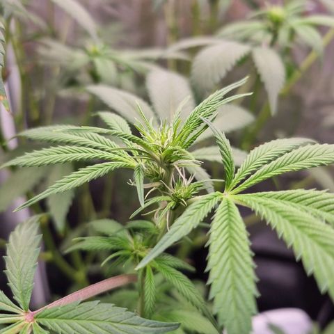 Bluetooth ( blueberry BSF) growlog timeline photo