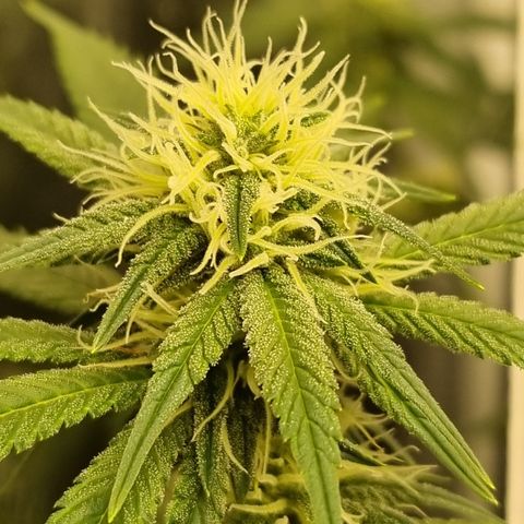Bluetooth ( blueberry BSF) growlog timeline photo