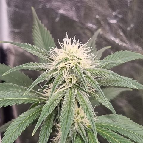 Bluetooth ( blueberry BSF) growlog timeline photo