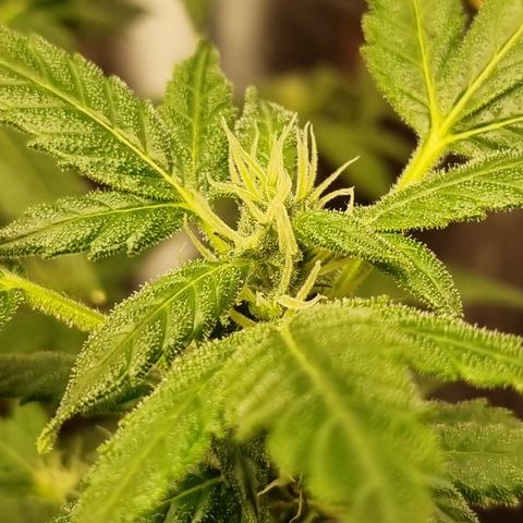 Angela the fat banana growlog timeline photo