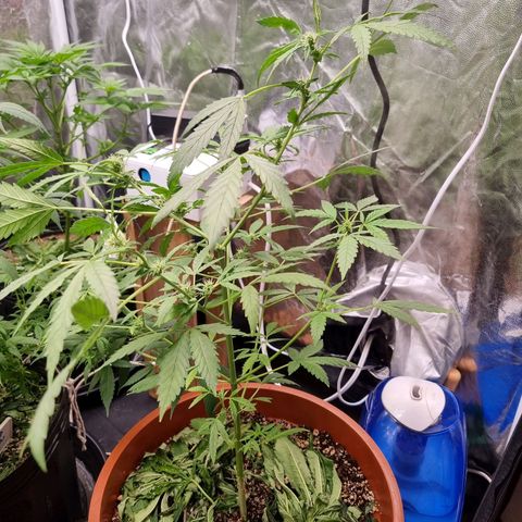 Angela the fat banana growlog timeline photo