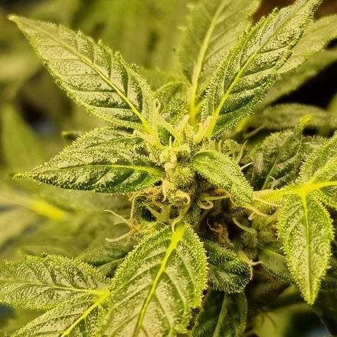 Angela the fat banana growlog timeline photo