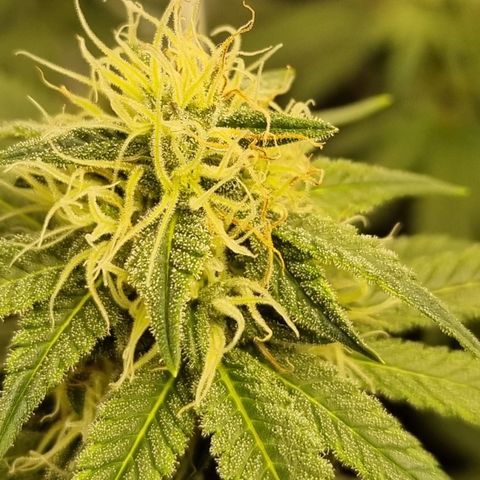 Bluetooth ( blueberry BSF) growlog timeline photo