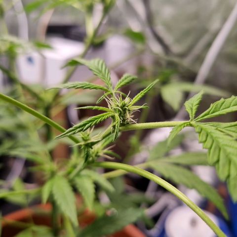 Angela the fat banana growlog timeline photo