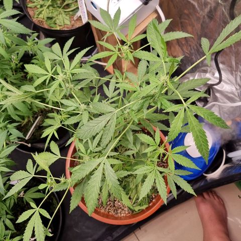 Angela the fat banana growlog timeline photo