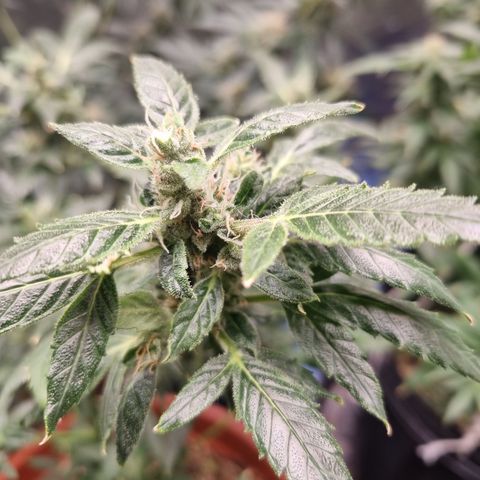 Angela the fat banana growlog timeline photo