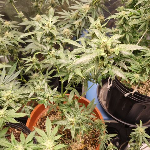 Angela the fat banana growlog timeline photo