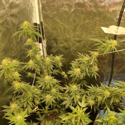 Bluetooth ( blueberry BSF) growlog timeline photo