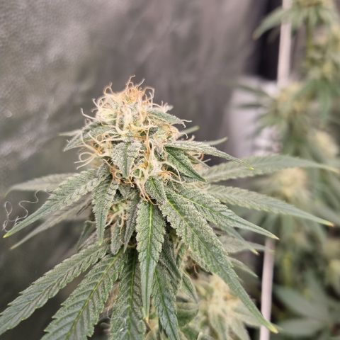 Bluetooth ( blueberry BSF) growlog timeline photo