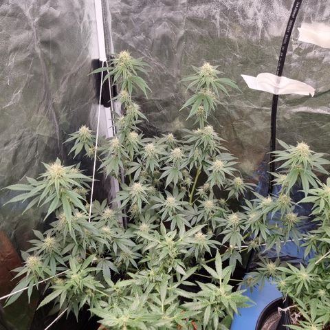 Bluetooth ( blueberry BSF) growlog timeline photo