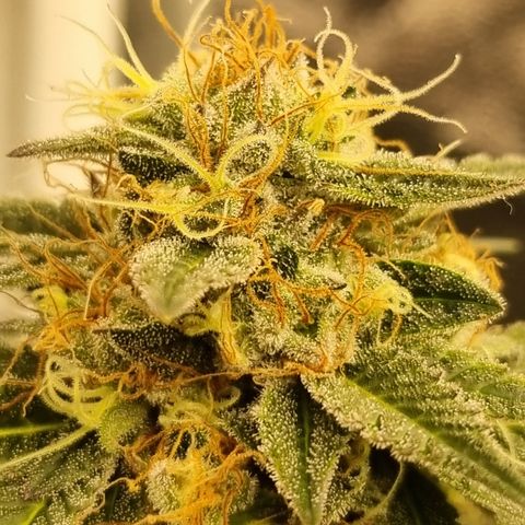 Bluetooth ( blueberry BSF) growlog timeline photo