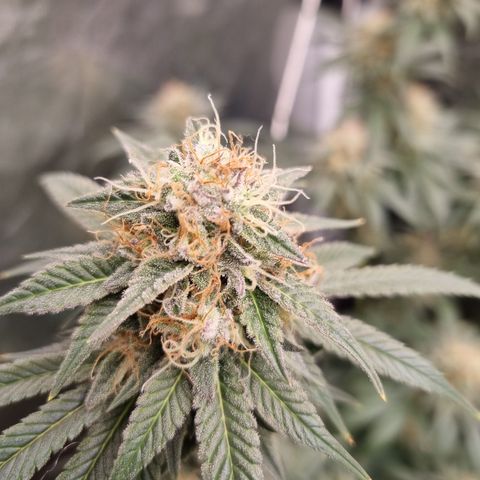 Bluetooth ( blueberry BSF) growlog timeline photo