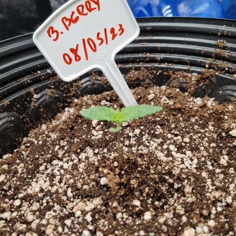 Bluetooth ( blueberry BSF) growlog timeline photo