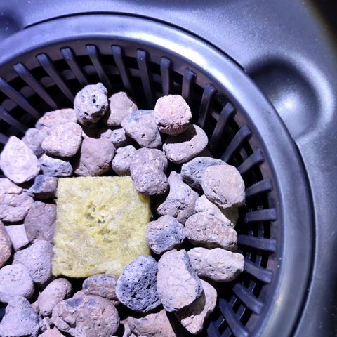 Purple Punch OG growlog photo: Il simo sta iniziando a sboccare.
Oggi abbiamo riparto il vaso, ripito con 3 taniche di acqua distillata, stiamo mettendo 1ml x litro di concime 