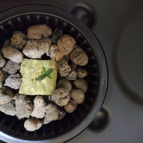 Purple Punch OG growlog photo: Oggi si è alzata tantissimo 😁😁😁
La luce si accende alle17 e si spegne alle 11