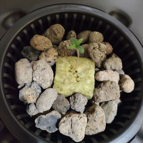 Purple Punch OG growlog photo: Oggi si è alzata tantissimo 😁😁😁
La luce si accende alle17 e si spegne alle 11