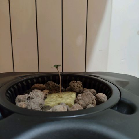 Purple Punch OG growlog photo: Oggi si è alzata tantissimo 😁😁😁
La luce si accende alle17 e si spegne alle 11