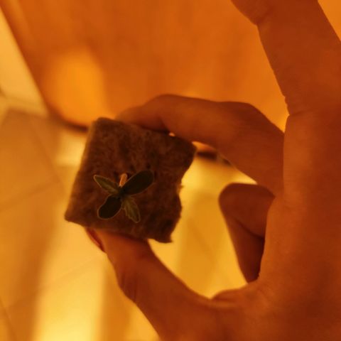 Purple Punch OG growlog photo: 17:54 abbiamo abbassato il cubo di fibra nel argilla espansa.
E uscito già una radice 
