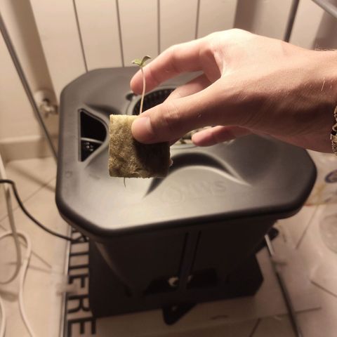 Purple Punch OG growlog photo: 17:54 abbiamo abbassato il cubo di fibra nel argilla espansa.
E uscito già una radice 
