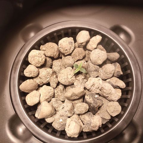 Purple Punch OG growlog photo: 17:54 abbiamo abbassato il cubo di fibra nel argilla espansa.
E uscito già una radice 
