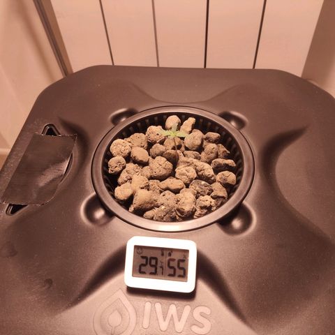 Purple Punch OG growlog timeline photo