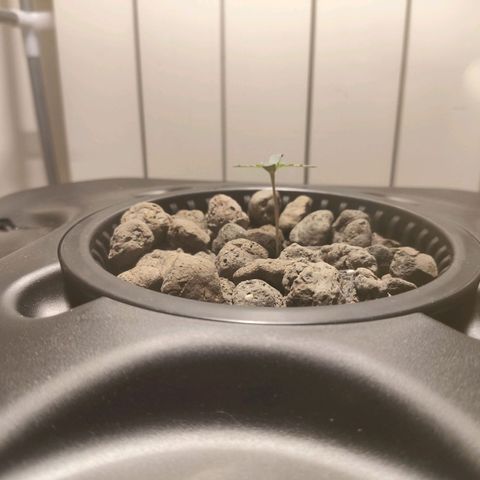 Purple Punch OG growlog photo: Sta crescendo 