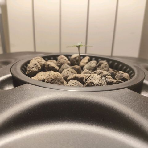 Purple Punch OG growlog photo: Sta crescendo 