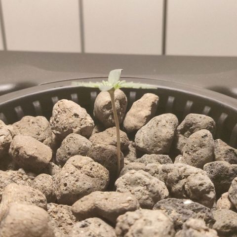 Purple Punch OG growlog photo: Sta crescendo 