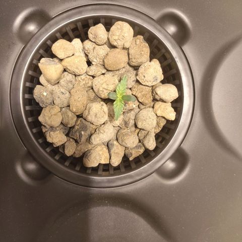 Purple Punch OG growlog timeline photo
