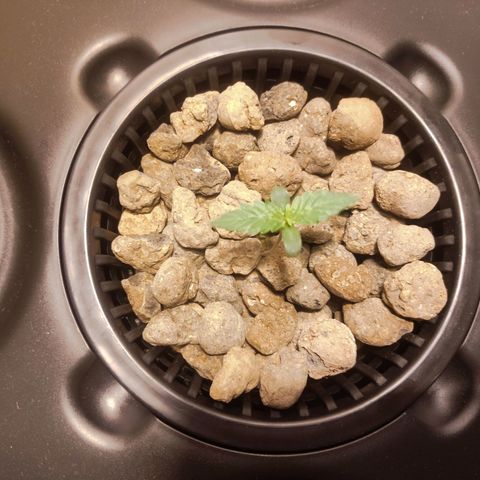 Purple Punch OG growlog photo: Cresceeee