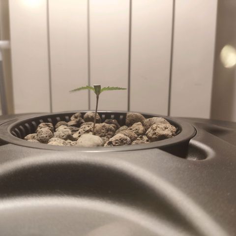 Purple Punch OG growlog photo: Cresceeee
