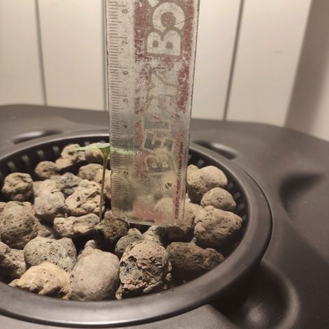Purple Punch OG growlog timeline photo