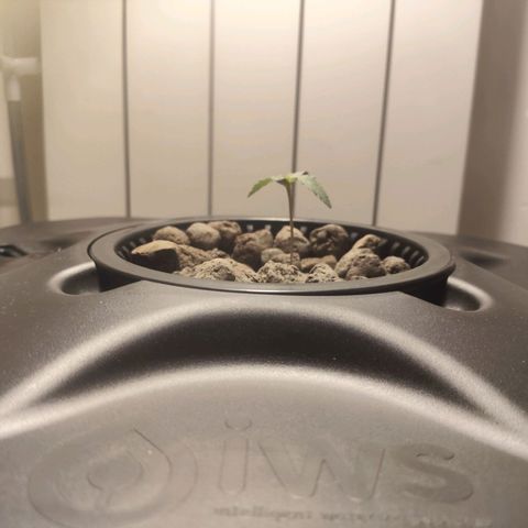 Purple Punch OG growlog timeline photo