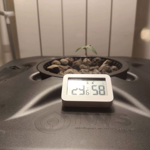 Purple Punch OG growlog timeline photo
