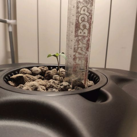 Purple Punch OG growlog photo: Cresce.. oggi e quasi di 4 cm