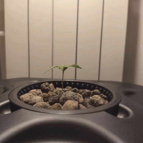 Purple Punch OG growlog timeline photo